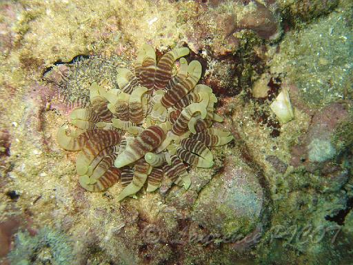 anémone cuir- Heteractis crispa.JPG